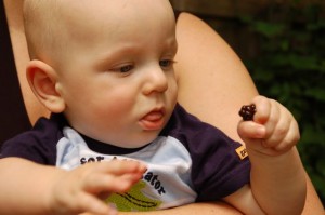 blackberries Hank's first blackberry harvest