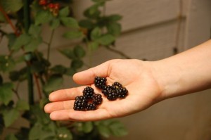 harvest The blackberries Hank picked