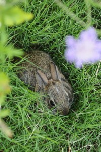 bunny1 we saw this baby bunny at Grandpa and Grandma's house