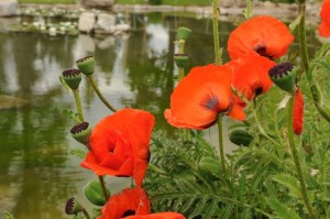 poppies poppies in Cloudcroft