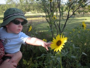 sunflower Hank really liked the sunflowers